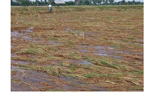 तमिलनाडु : चक्रवात के बाद फसल नुकसान के आकलन में सुस्ती, किसानों में बढ़ी बेचैनी